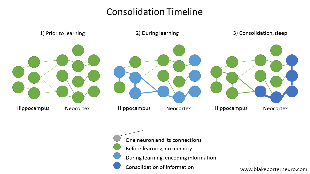 research on memory consolidation